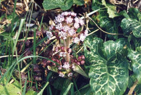 Petasites fragrans